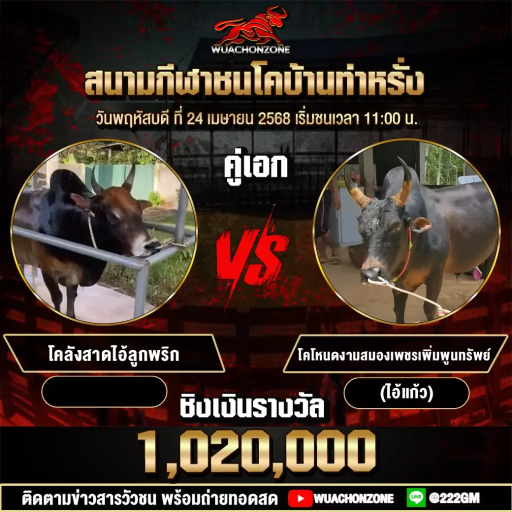 โปรแกรมวัวชน วันที่ 24 เมษายน 2568